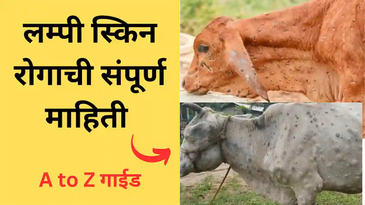 जाणून घ्या lumpy skin disease treatment ची संपूर्ण माहिती मराठीमध्ये, लम्पी स्किन रोग A to Z गाईड