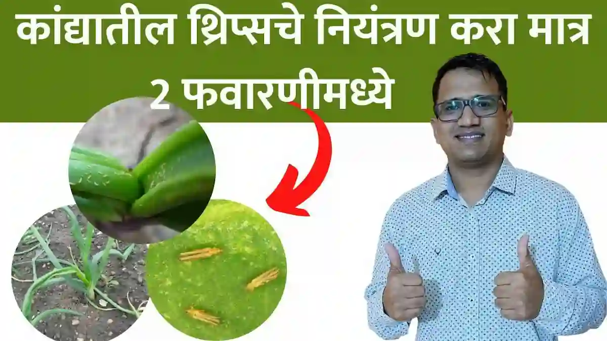 onion thrips control ची संपूर्ण माहिती, 100% रिजल्ट देनारा फॉर्म्युला