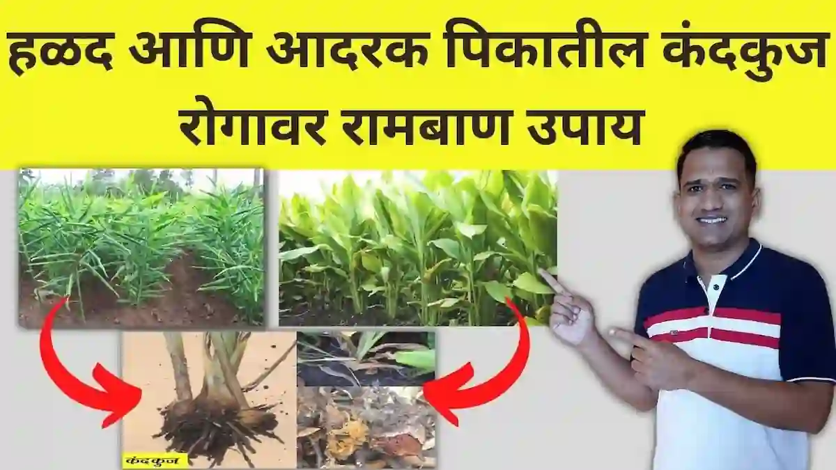 rhizome rot रोग नियंत्रणाची संपूर्ण माहिती