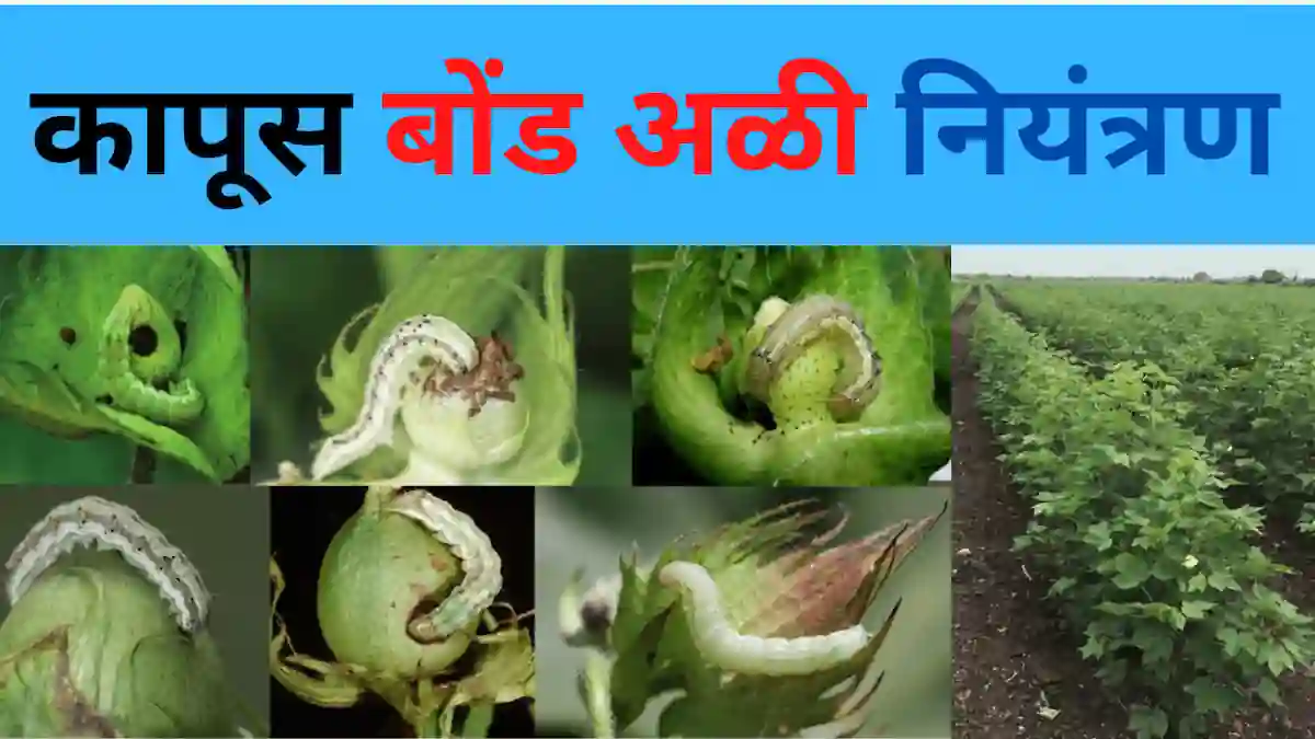 कापूस बोंड अळी नियंत्रण ( cotton bollworm management ) ची संपूर्ण माहिती