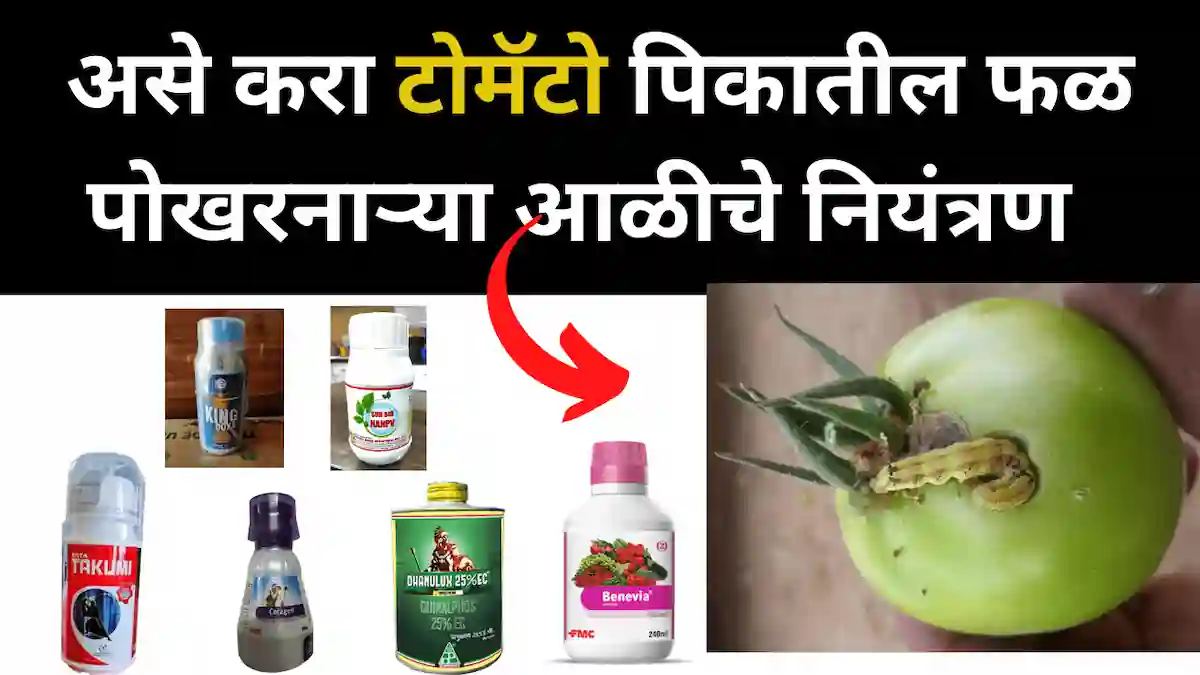 टोमॅटो अळी नियंत्रण ( tomato fruit borer ) साठी मार्केटमधील बेस्ट 5 कीटकनाशके