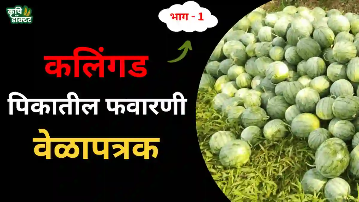 कलिंगड कीड नियंत्रण ( watermelon pest control ): प्रमुख किडी आणि त्यावरील उपाय