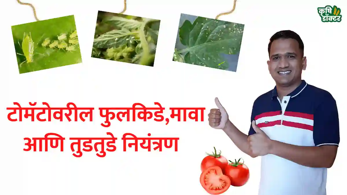 टोमॅटो थ्रिप्स नियंत्रण (Tomato thrips niyantran) ची संपूर्ण माहिती