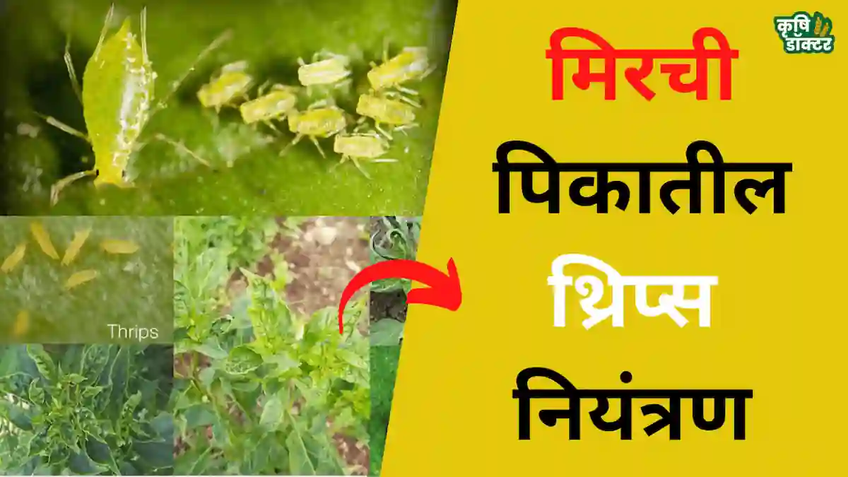 मिरची पिकातील थ्रिप्स (chilli thrips control) नियंत्रण कसे करावे?