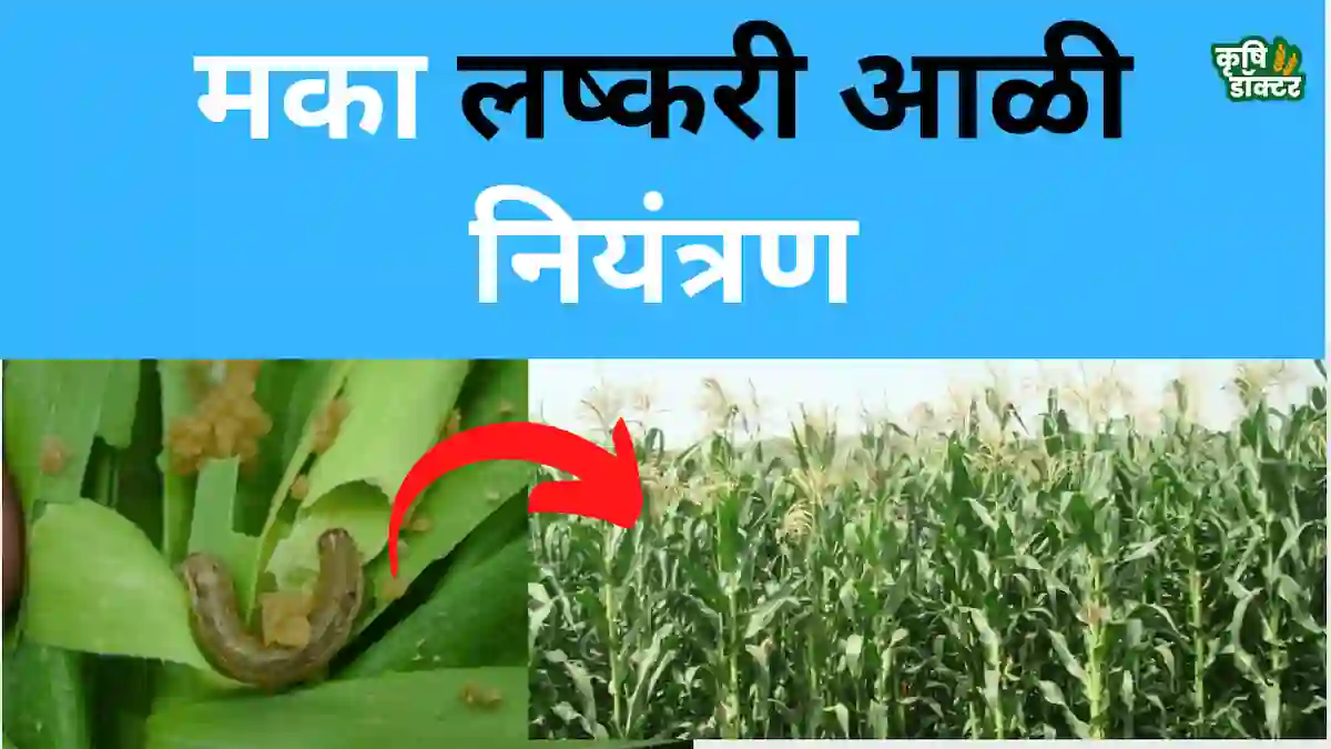 मका लष्करी अळी नियंत्रण (fall armyworm in maize management): A to Z माहिती