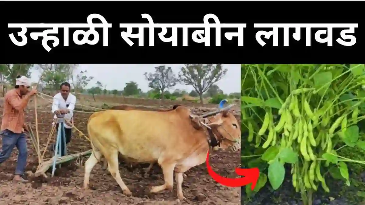 उन्हाळी सोयाबीन लागवड (unhali soybean lagwad): लागवड ते काढणी संपूर्ण माहिती