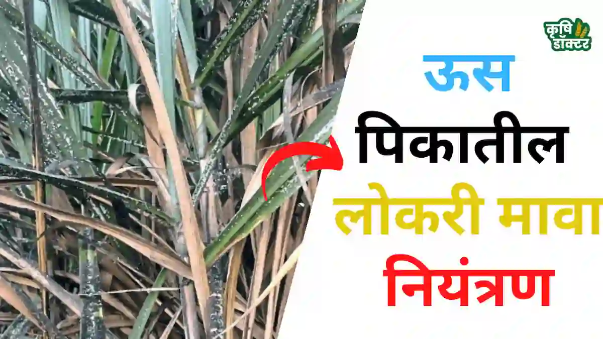 उसावरील लोकरी मावा (sugarcane woolly aphid) नियंत्रण: संपूर्ण गाईड