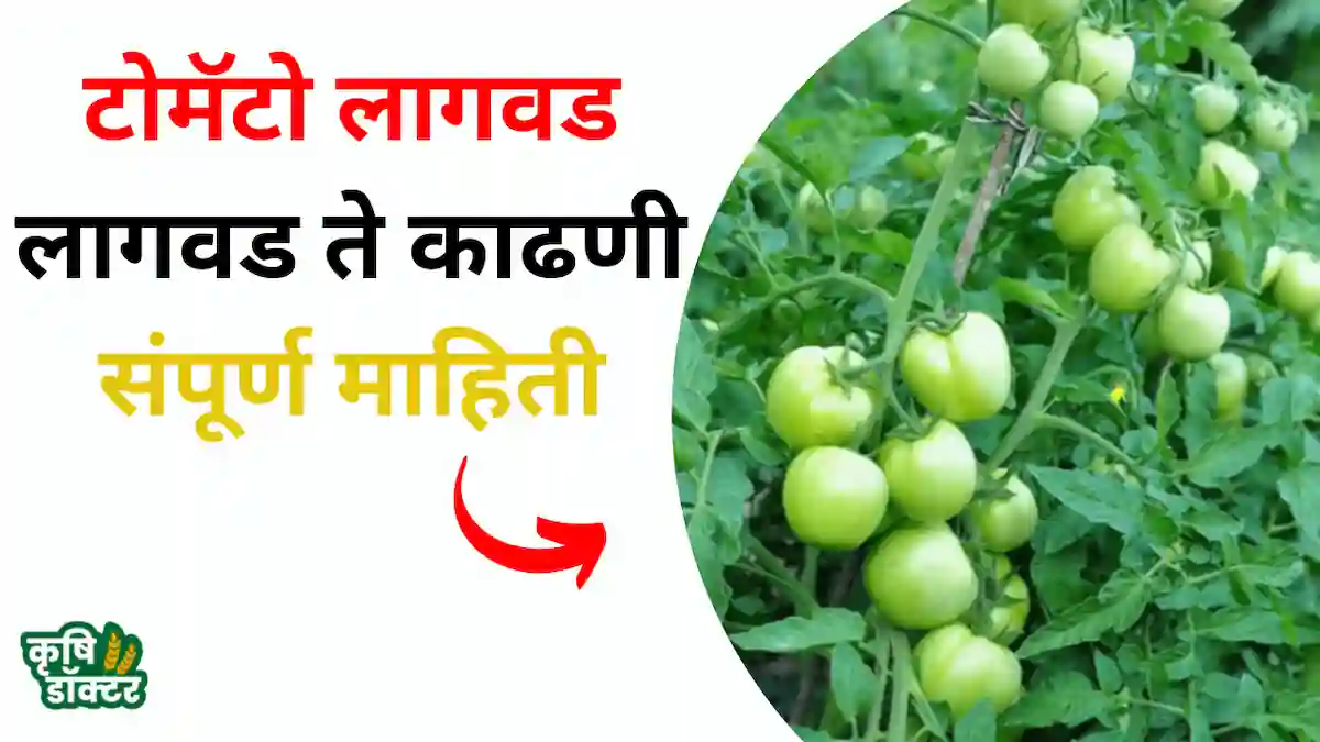 टोमॅटो लागवडीची (tomato lagwad) संपूर्ण माहिती: एकरी 3 ते 3.5 हजार क्रेटसचा फॉर्म्युला