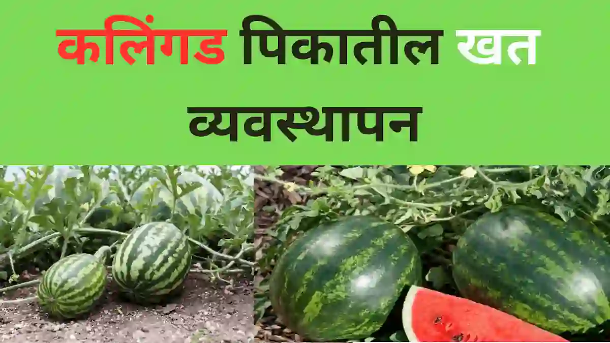 कलिंगड खत व्यवस्थापन (watermelon fertilizer schedule): A to Z गाईड