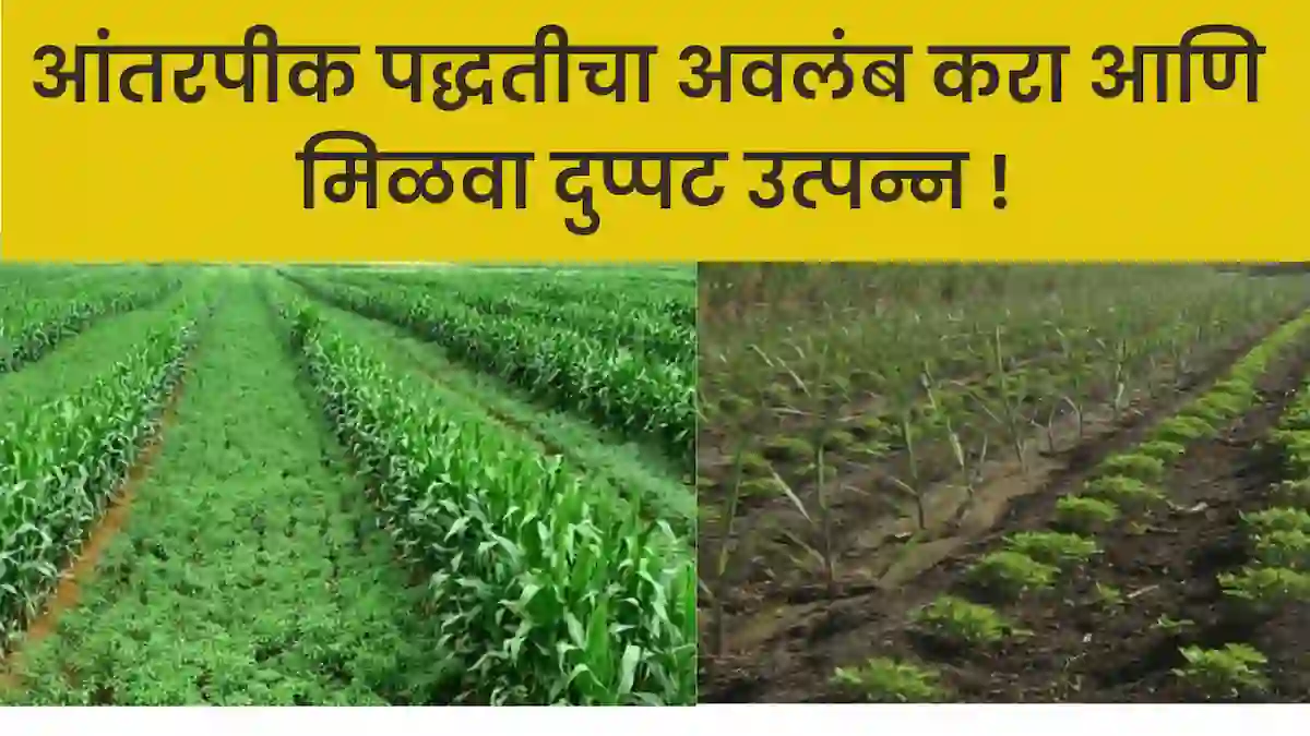 जाणून घ्या inter cropping information in marathi बद्दल सर्वकाही – A to Z गाईड