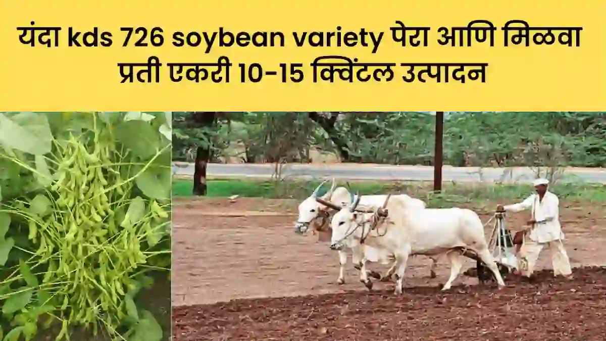 यंदा kds 726 soybean variety पेरा आणि मिळवा प्रती एकरी 10-15 क्विंटल उत्पादन