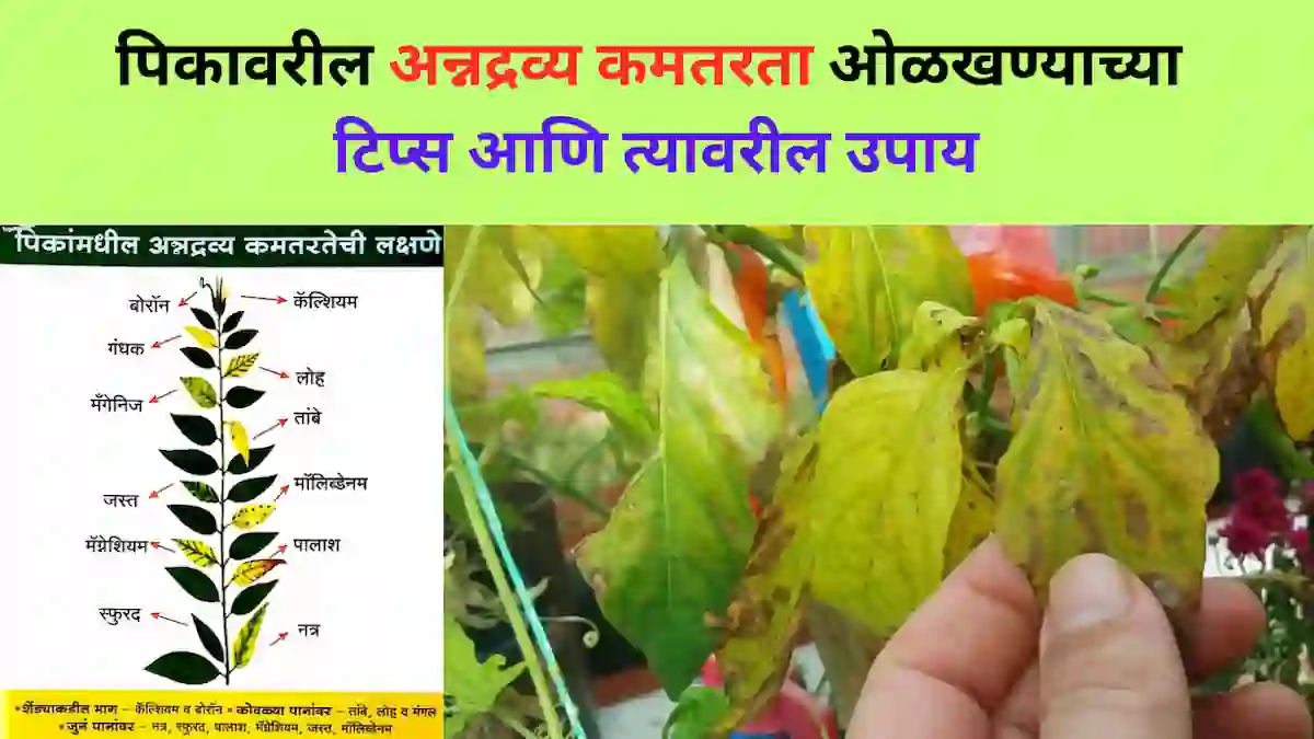 Nutrient deficiency in plants बद्दल A to Z माहिती