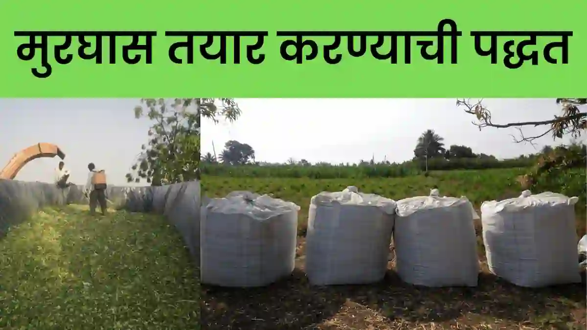 जाणून घ्या silage making process in marathi | मुरघास तयार करण्याची संपूर्ण पद्धत | murghas kasa tayar karava