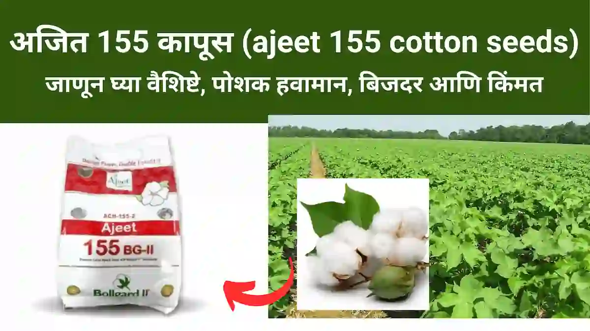 अजित 155 कापूस (ajeet 155 cotton seeds): वैशिष्टे, पोषक हवामान, बिजदर आणि किंमत