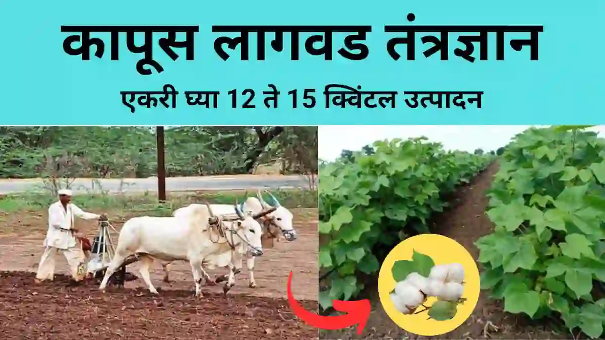 cotton farming in marathi