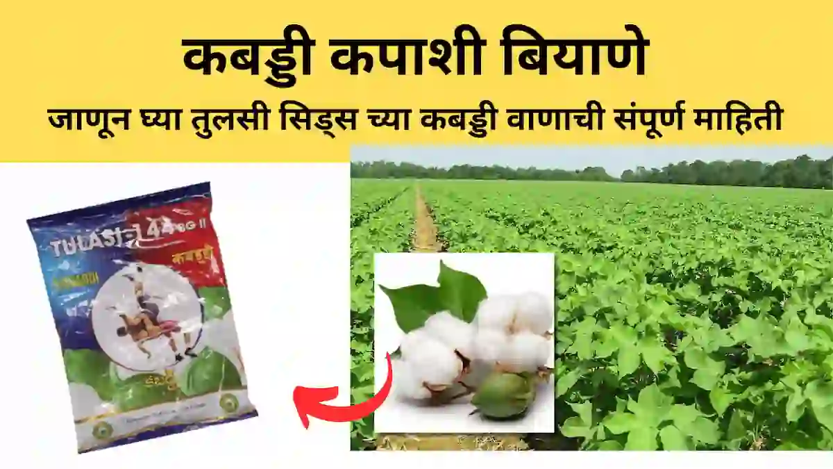 kabaddi cotton seeds