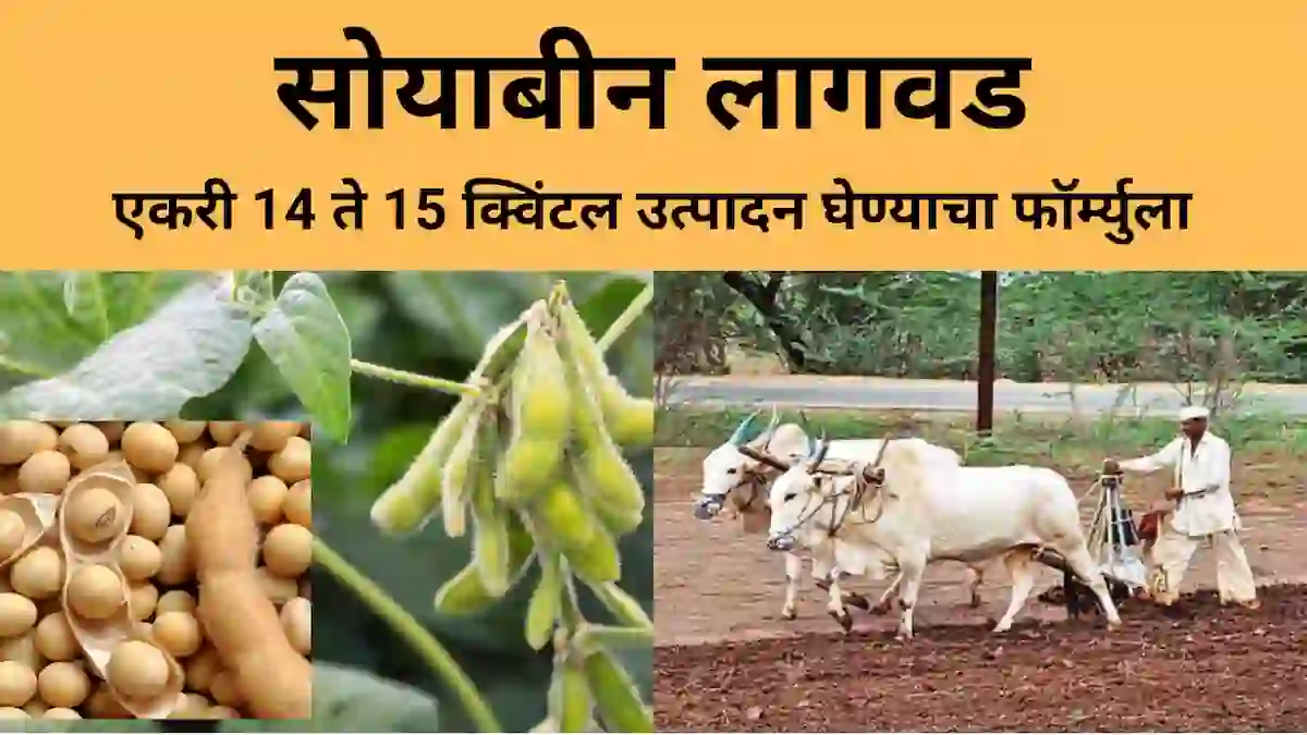 soybean lagwad: सोयाबीन लागवड करून एकरी घ्या 14 ते 15 क्विंटल उत्पादन