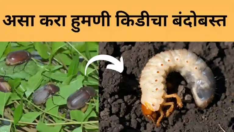 Nutrient deficiency in plants बद्दल A to Z माहिती