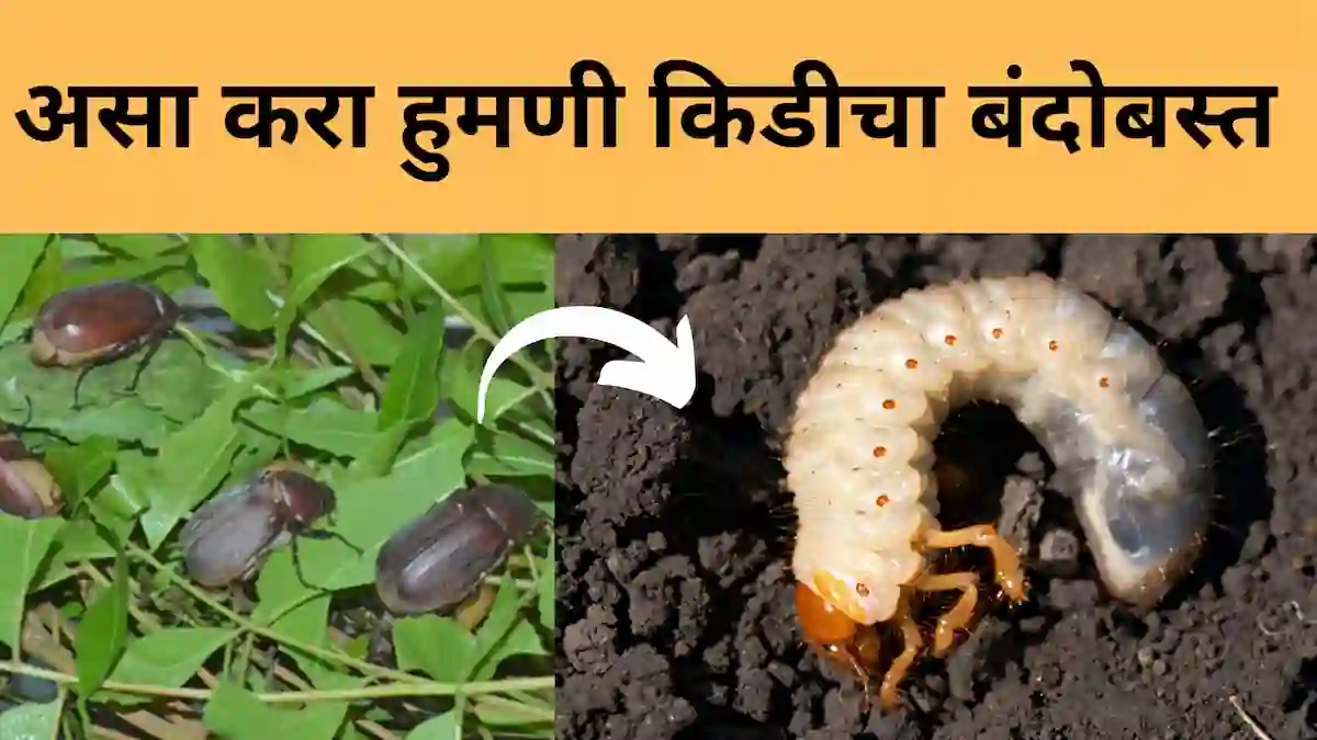 white grub control: हुमणी किडीचे नियंत्रण कसे करावे? जाणून घ्या A to Z माहिती