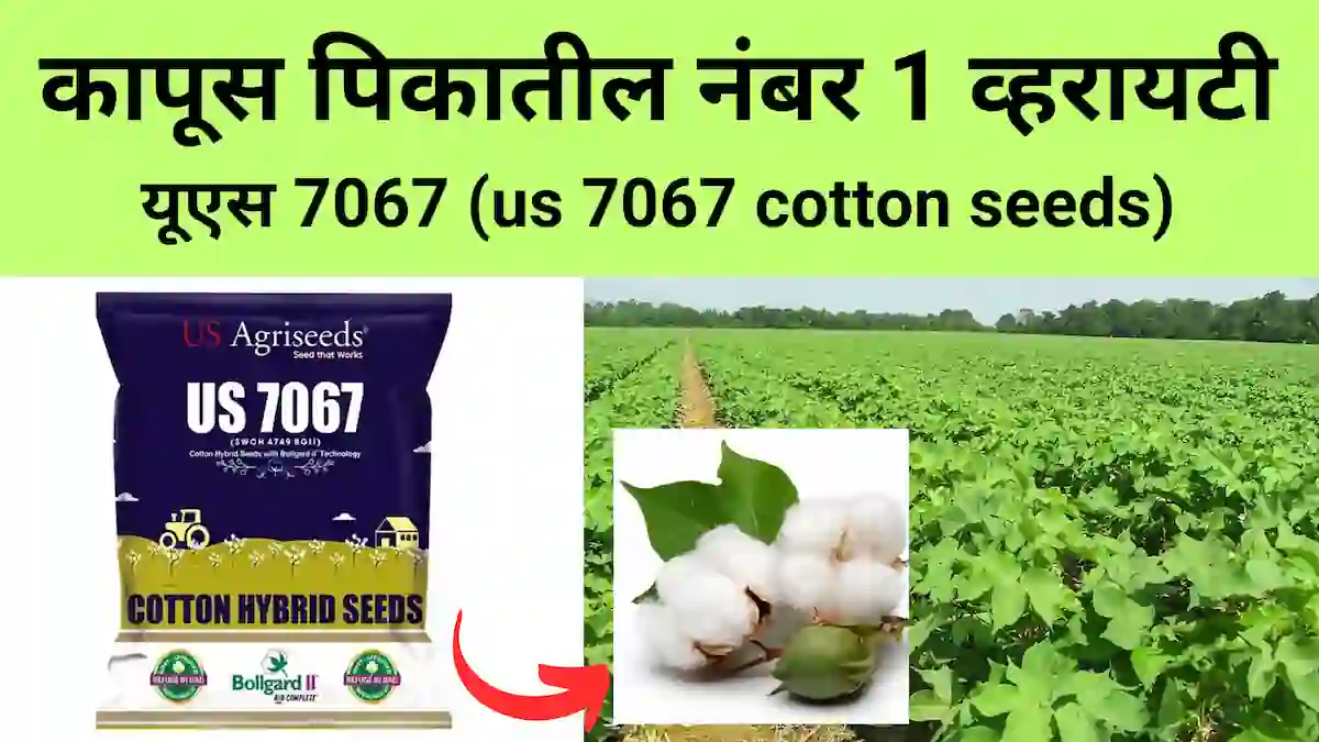 us 7067 cotton seeds