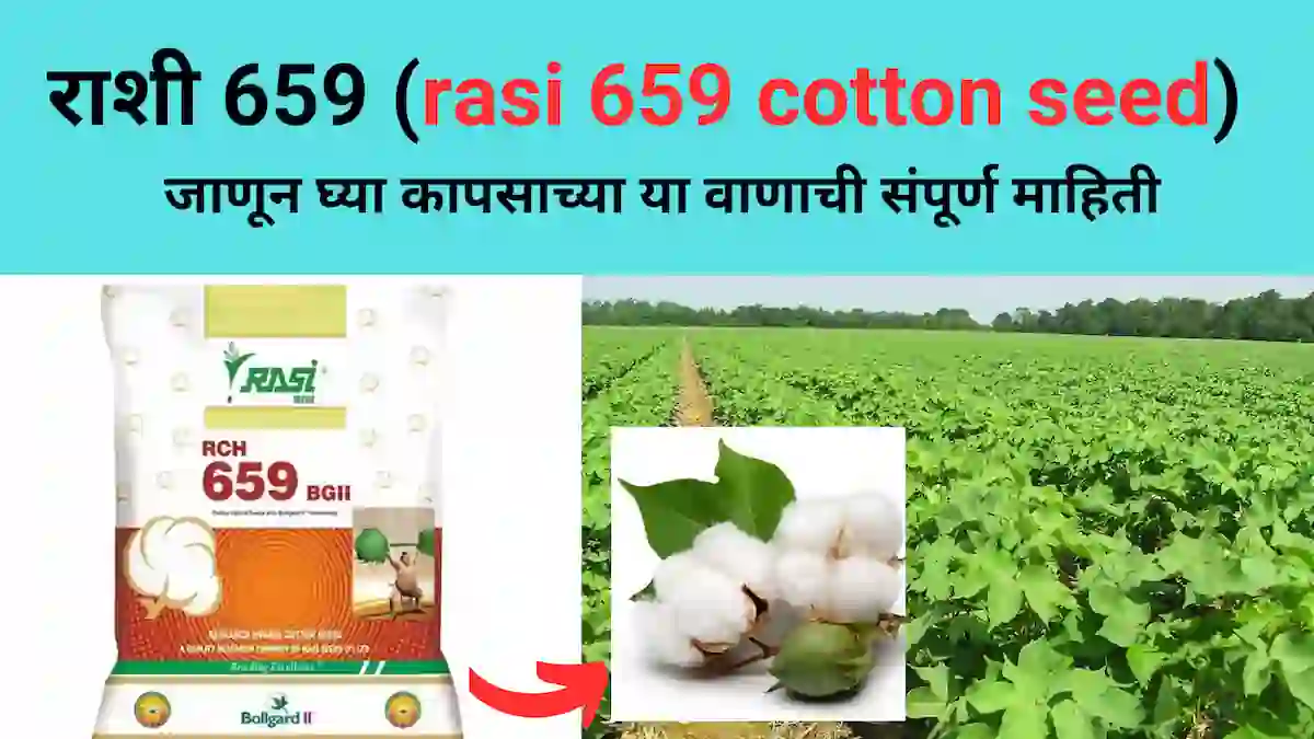 कापूस पिकाच्या राशी 659 (rasi 659 cotton seed) वाणाची संपूर्ण माहिती