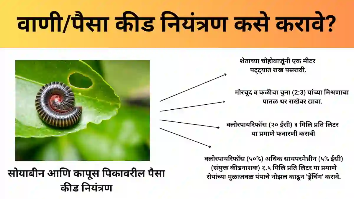 Millipede control: वाणी/पैसा कीड नियंत्रण कसे करावे?