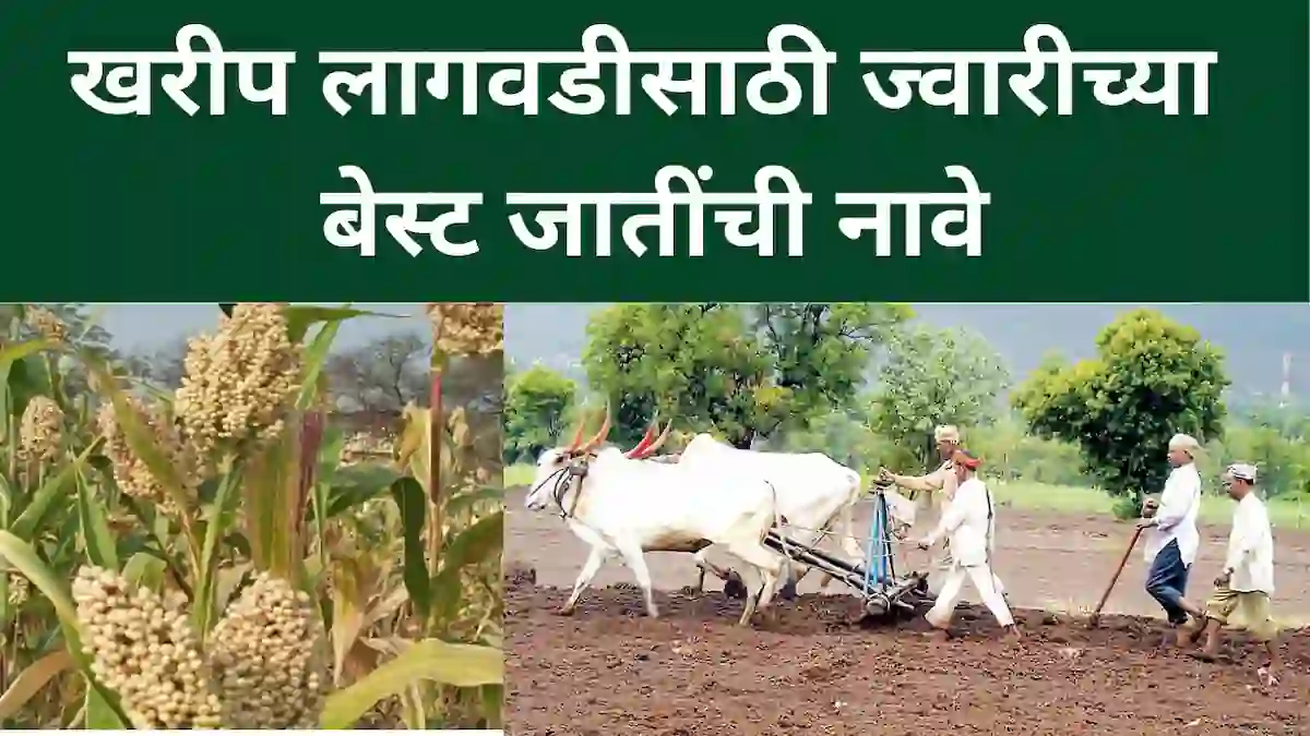 best jowar variety in maharashtra: खरीप लागवडीसाठी ज्वारीच्या बेस्ट जातींची नावे