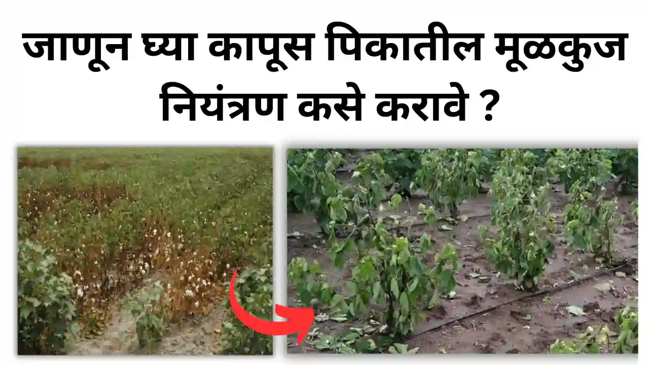 cotton root rot: कापूस पिकामध्ये मूळकुज नियंत्रण कसे करावे?