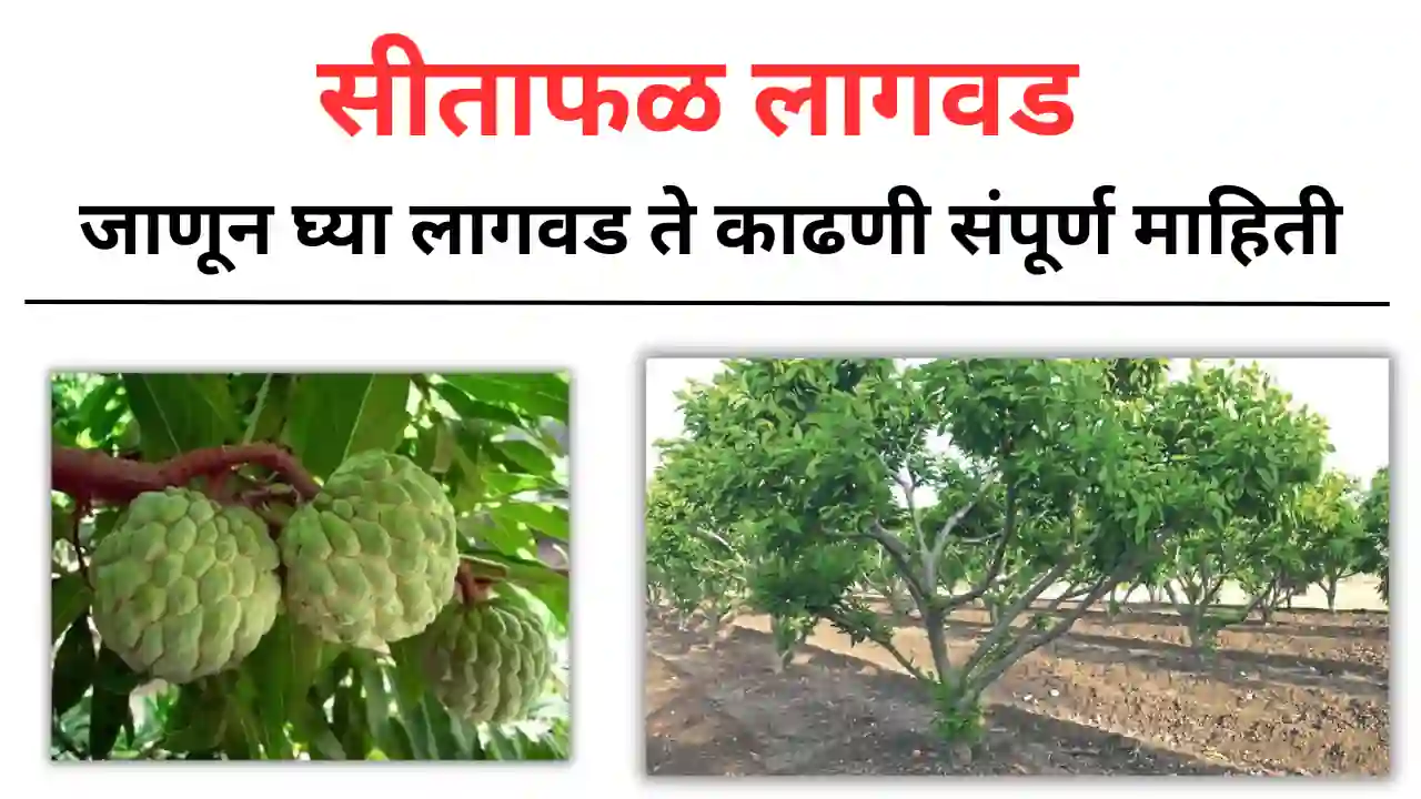 custard apple cultivation: सीताफळ लागवड करण्याची आधुनिक पद्धत. जे देईल तुम्हाला प्रती झाड दुप्पट उत्पन्न