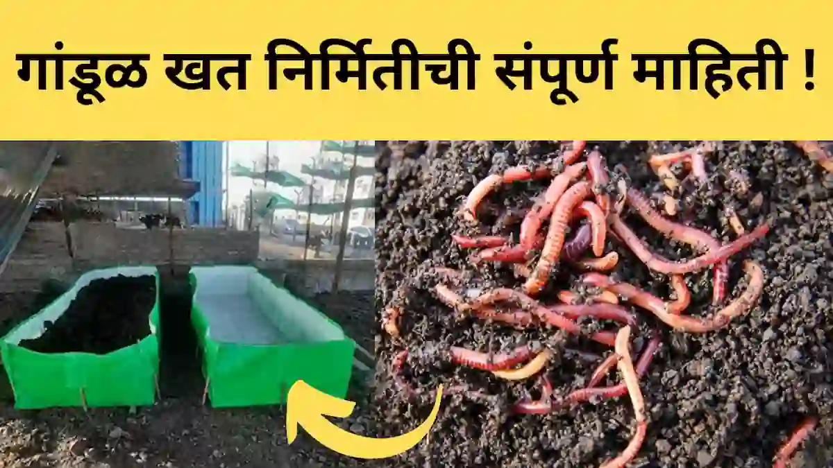 gandul khat nirmiti: जाणून घ्या गांडूळ खत निर्मितीची संपूर्ण माहिती