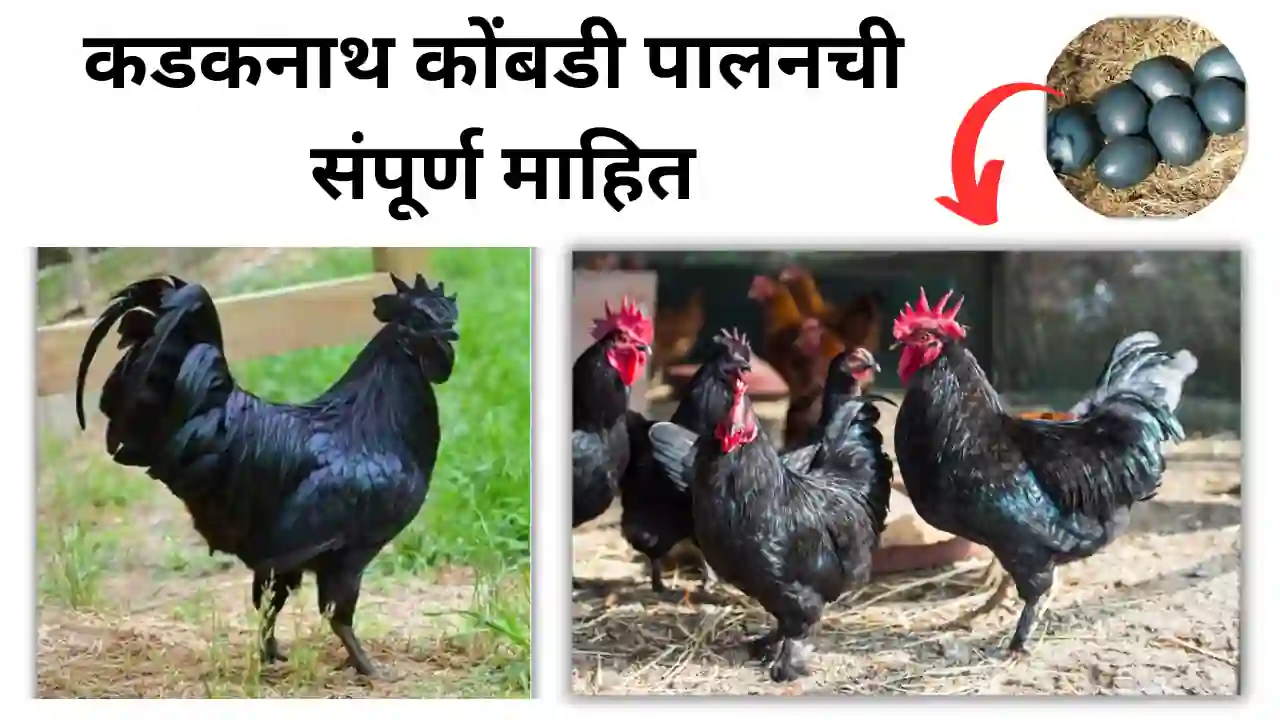 kadaknath kombadi: कडकनाथ कोंबडी पालनची संपूर्ण माहिती