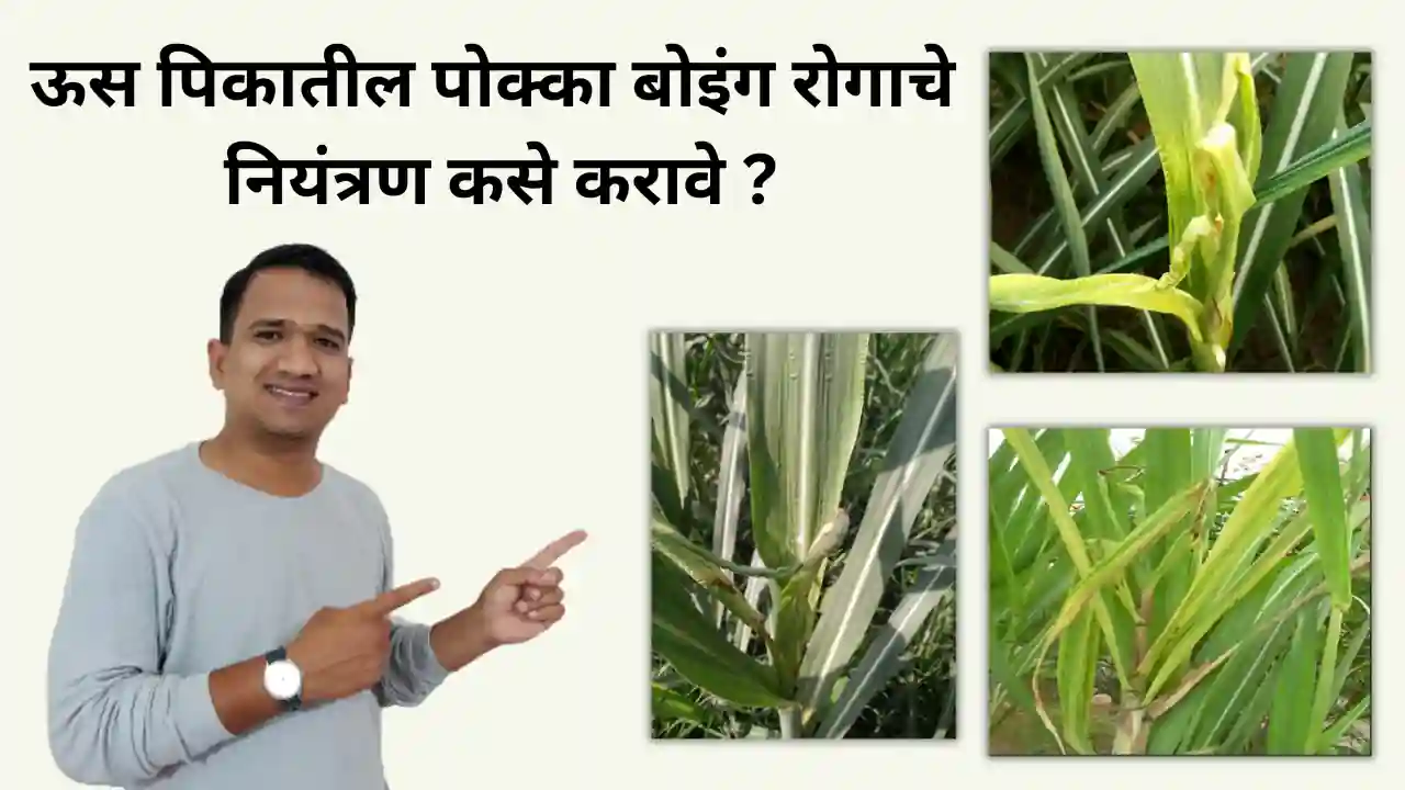 pokkah boeng disease of sugarcane: ऊस पिकातील पोक्का बोइंग रोग नियंत्रण