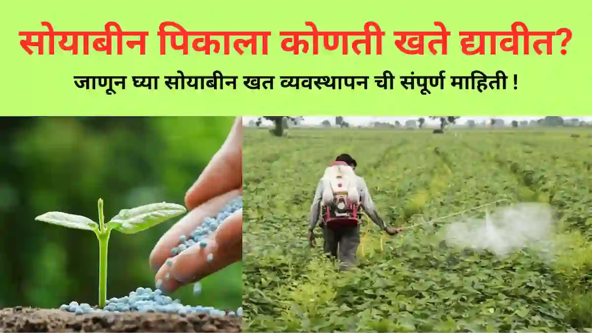 soybean fertilizer dose: सोयाबीन खत व्यवस्थापन ची संपूर्ण माहिती