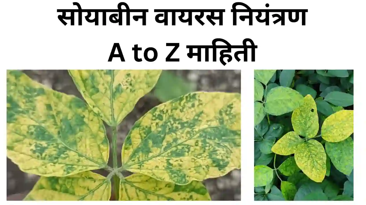 soybean mosaic virus: सोयाबीन मोजेक वायरस नियंत्रण