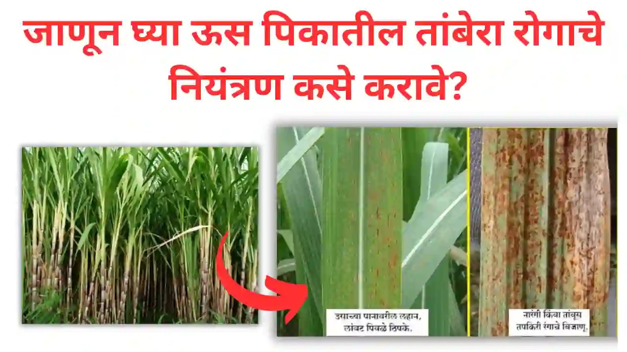 sugarcane rust: जाणून घ्या ऊस पिकातील तांबेरा रोगाचे नियंत्रण कसे करावे?