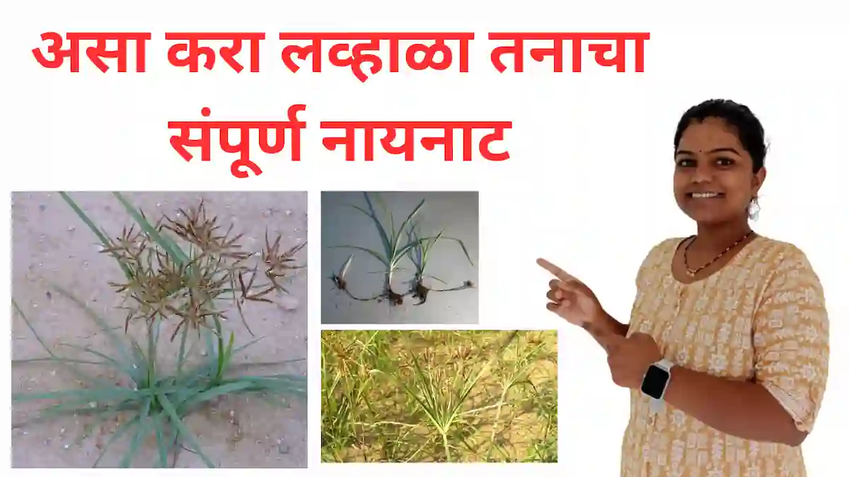 lavala weed control: असा करा लव्हाळा तनाचा संपूर्ण नायनाट