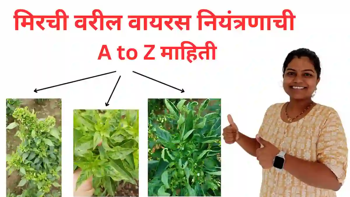 Chilli leaf curl virus: मिरची वरील वायरस नियंत्रणाची A to Z माहिती