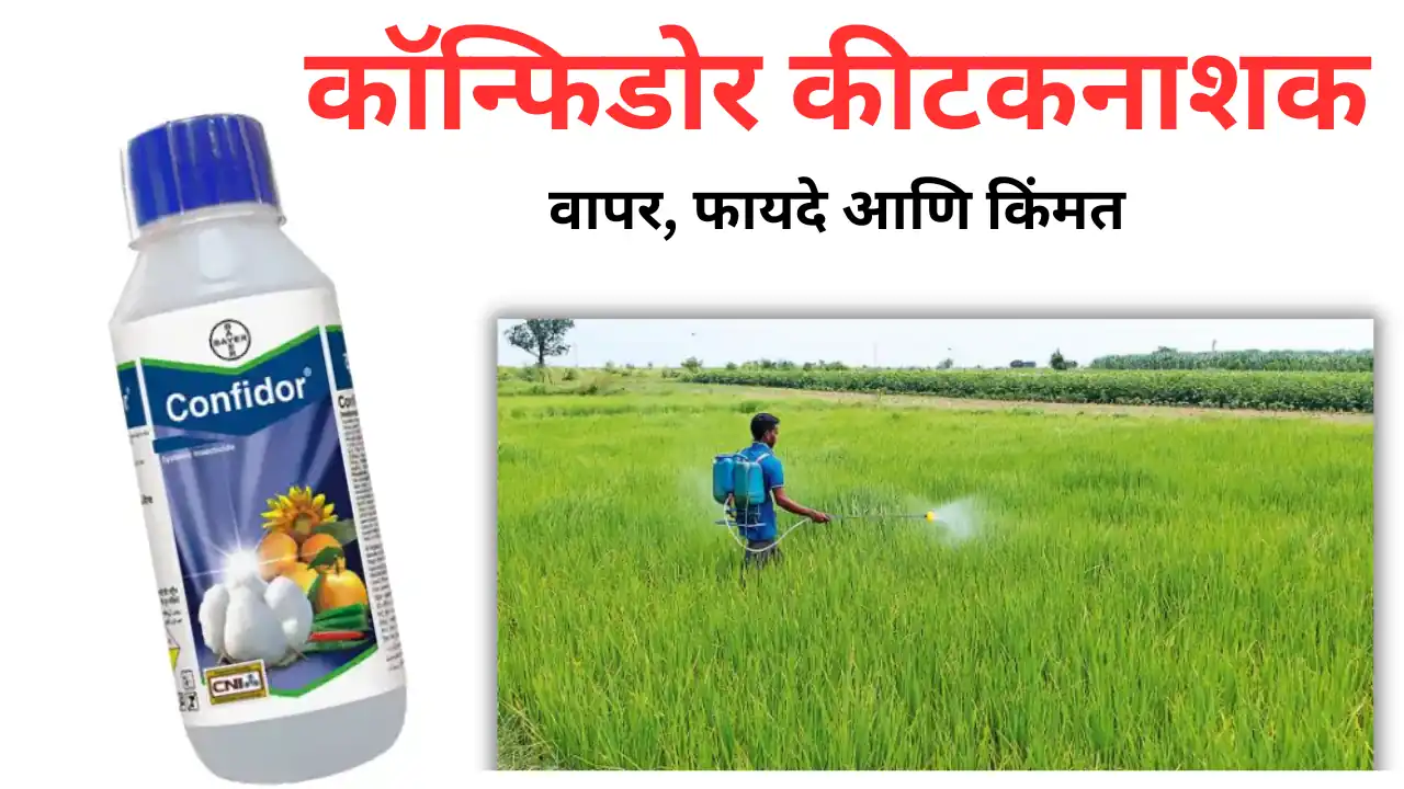 confidor insecticide: कॉन्फिडोर कीटकनाशक – वापर, फायदे आणि किंमत