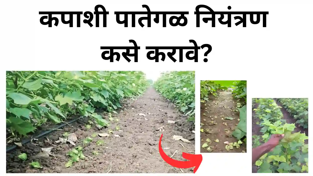 cotton flower drop: कपाशी पिकामध्ये पातेगळ नियंत्रण कसे करावे?