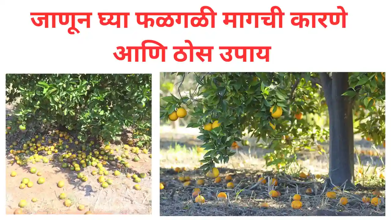 fruit dropping