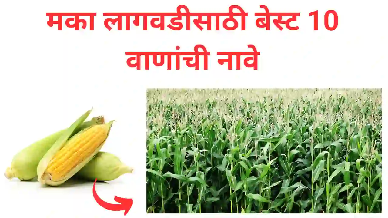 maize variety: जाणून घ्या मका लागवडीसाठी बेस्ट वाणांची नावे