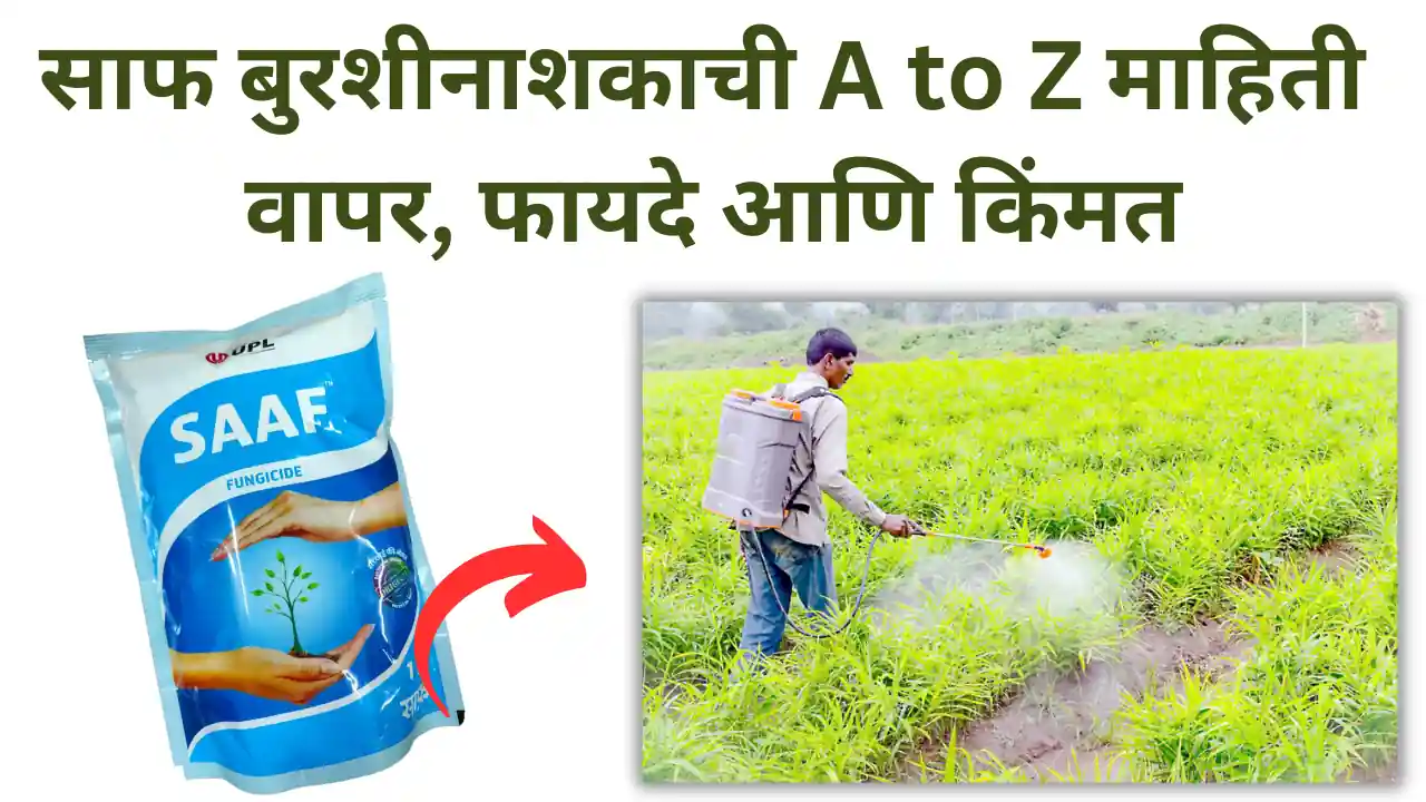 saaf fungicide: साफ बुरशीनाशक – वापर, फायदे आणि किंमत