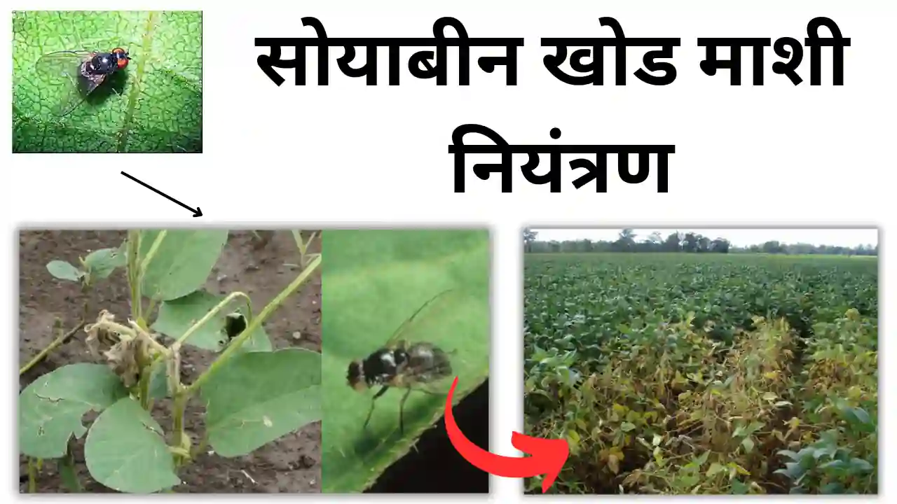 soybean stem fly: सोयाबीन खोड माशी नियंत्रणची A to Z माहिती