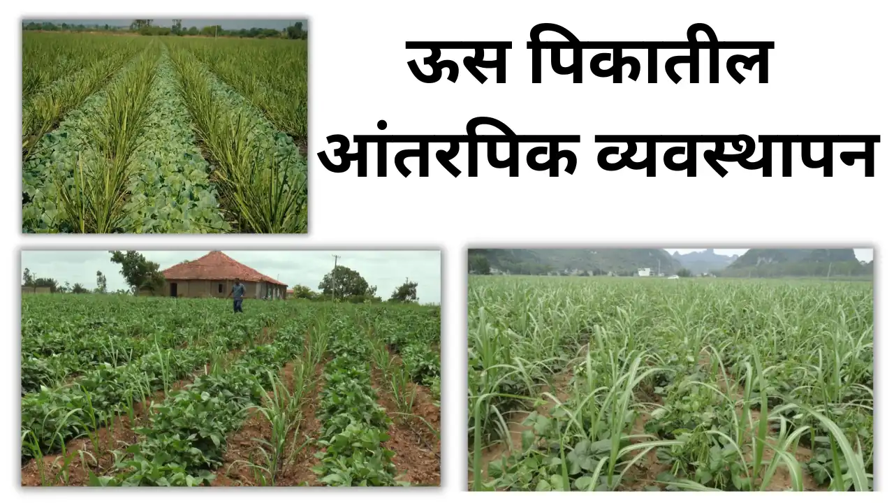 sugarcane intercropping: ऊस पिकातील आंतरपिक व्यवस्थापन