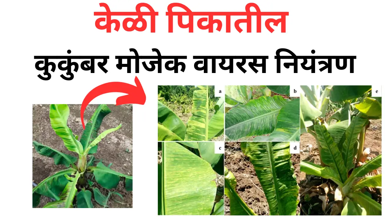 cucumber mosaic virus: केळीवरील कुकुंबर मोझॅक रोगाचे नियंत्रण