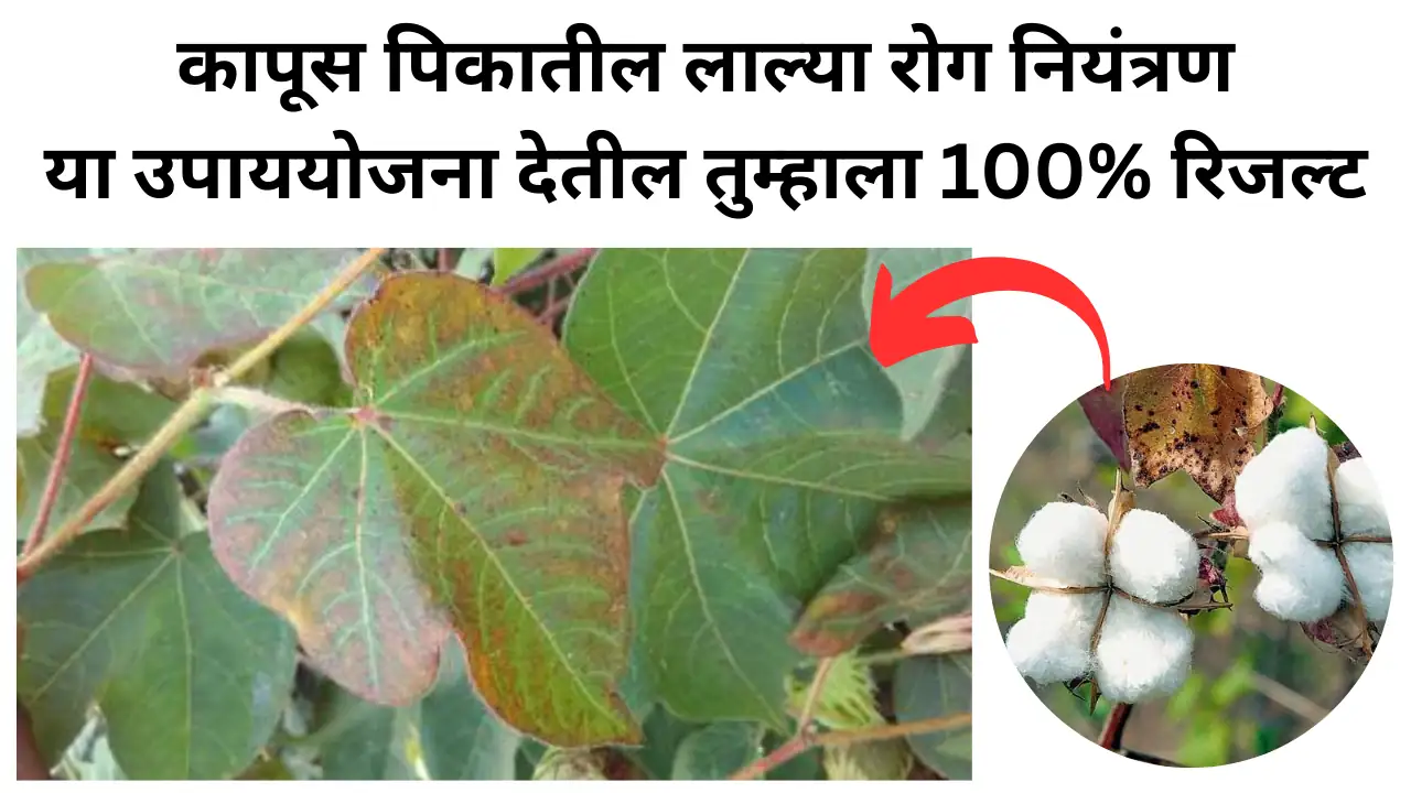 leaf reddening in cotton