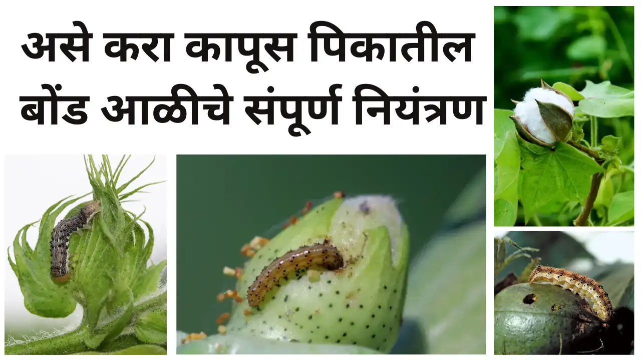 pink bollworm chemical control: कापूस पिकातील बोंड अळी नियंत्रण