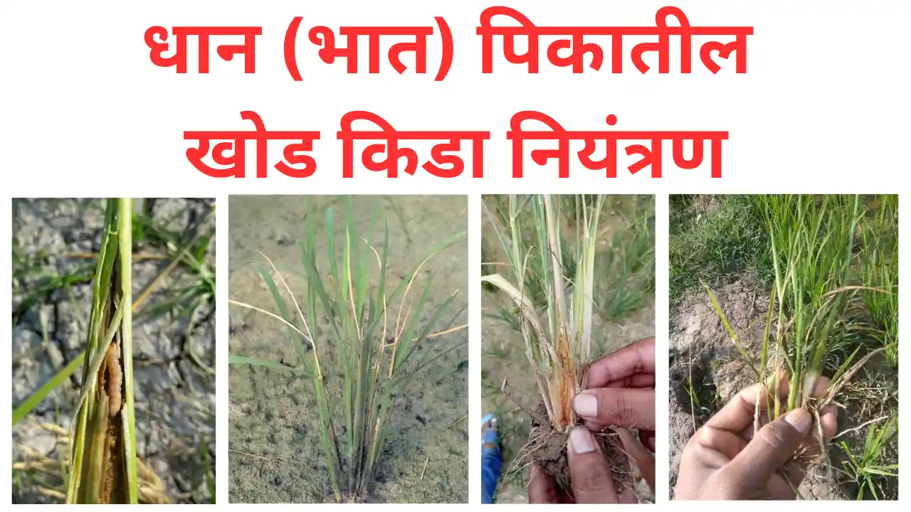 rice stem borer: धान (भात) पिकातील खोड किडा नियंत्रण