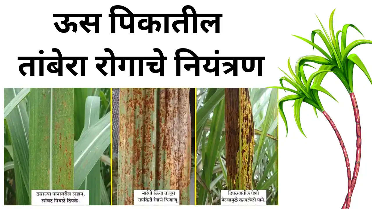 sugarcane rust control