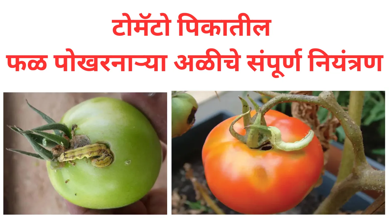 tomato fruit borer insecticides: टोमॅटो पिकातील फळ पोखरनारी अळी नियंत्रण